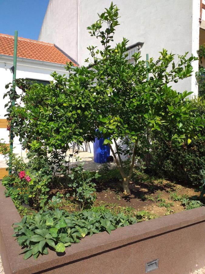 ביוגראד נה מורו Apartments Jelicic מראה חיצוני תמונה