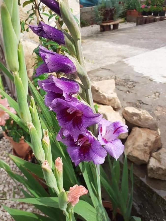 ביוגראד נה מורו Apartments Jelicic מראה חיצוני תמונה