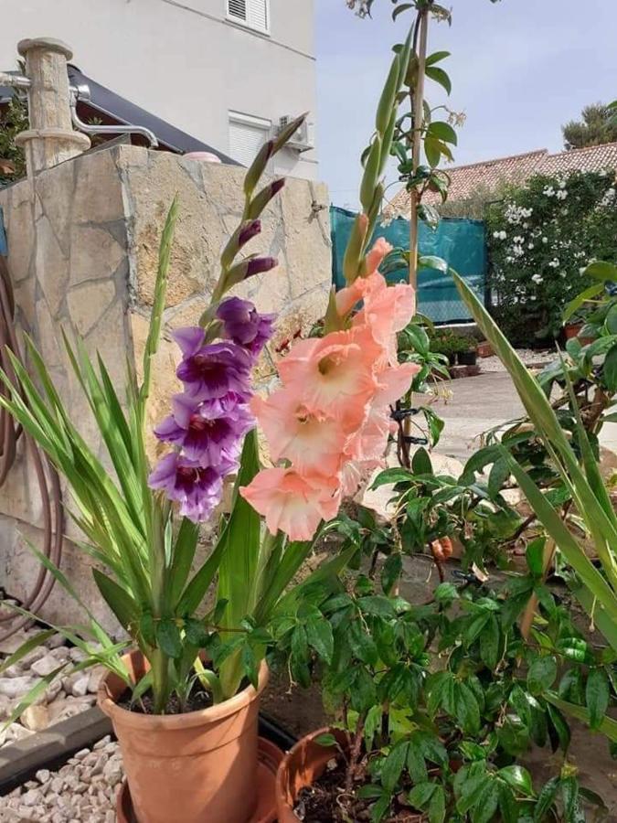 ביוגראד נה מורו Apartments Jelicic מראה חיצוני תמונה